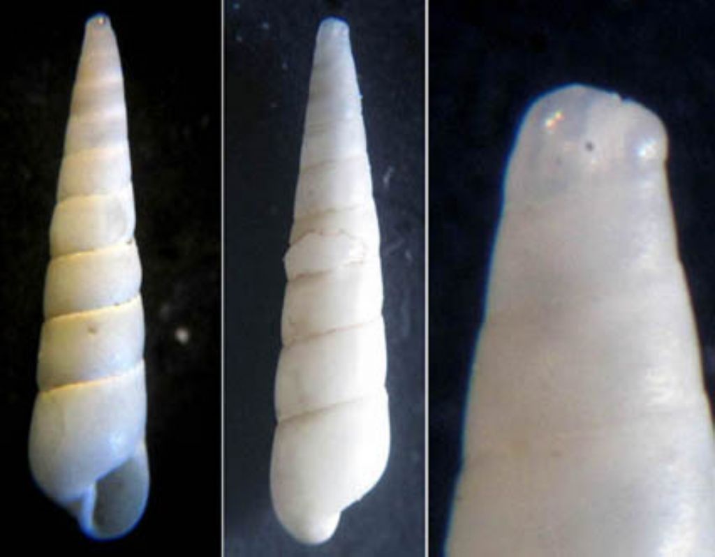 Eulimella